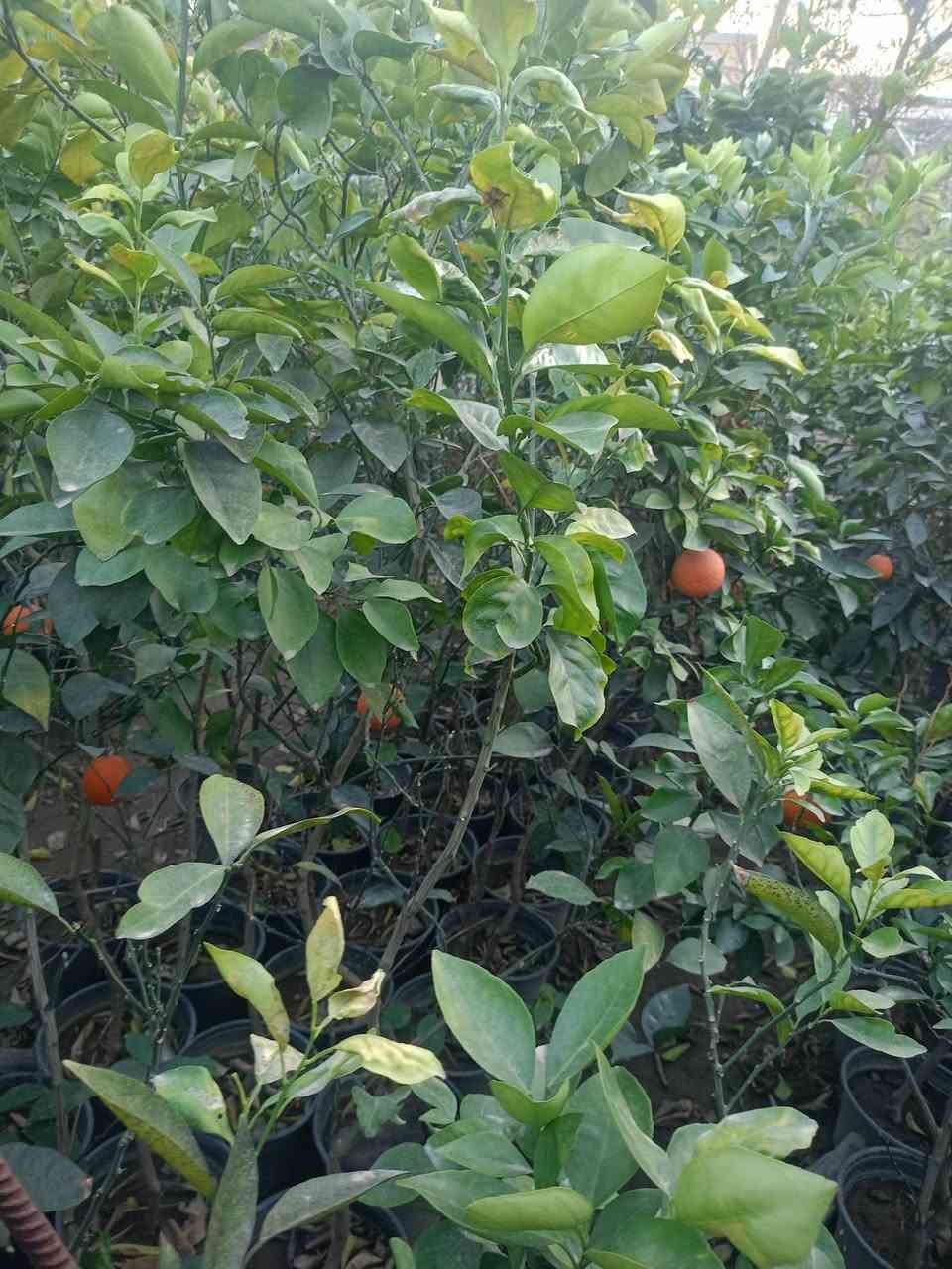 مشتل كرار الزراعي           الاسعار جمله فقط
يتوفر كميه محدوده من الحمل الثمر 

برتقال عراقي  حجم سندان 24 عود جبر تطعيم ع اصل نارج ضمان 💯% وليس ع  جويفه الحمل واضح سعر 7000

موجود تنك العمر 5سنه حامل الثمر سعر سعر 14٫000

نومي حامض  سندان سعر 7000
لالنكي 5اصناف 8000
سندي 7000
برتقال دموي سندان سعر 8000

برتقال عراقي كيس ارتفاع شتله متر ونص سعر 3٫750
لالنكي عراقي كيس ارتفاع شتله مترونص واكثر 3٫500
نومي حامض عراقي كيس ارتفاع شتله مترين اله 3٫500
سندي عراقي كيس سعر 4٫500

تحياتي الكم احبتي متابعين 
العنوان بغداد الكريعات يم وقف سني 
واتساب ***********
