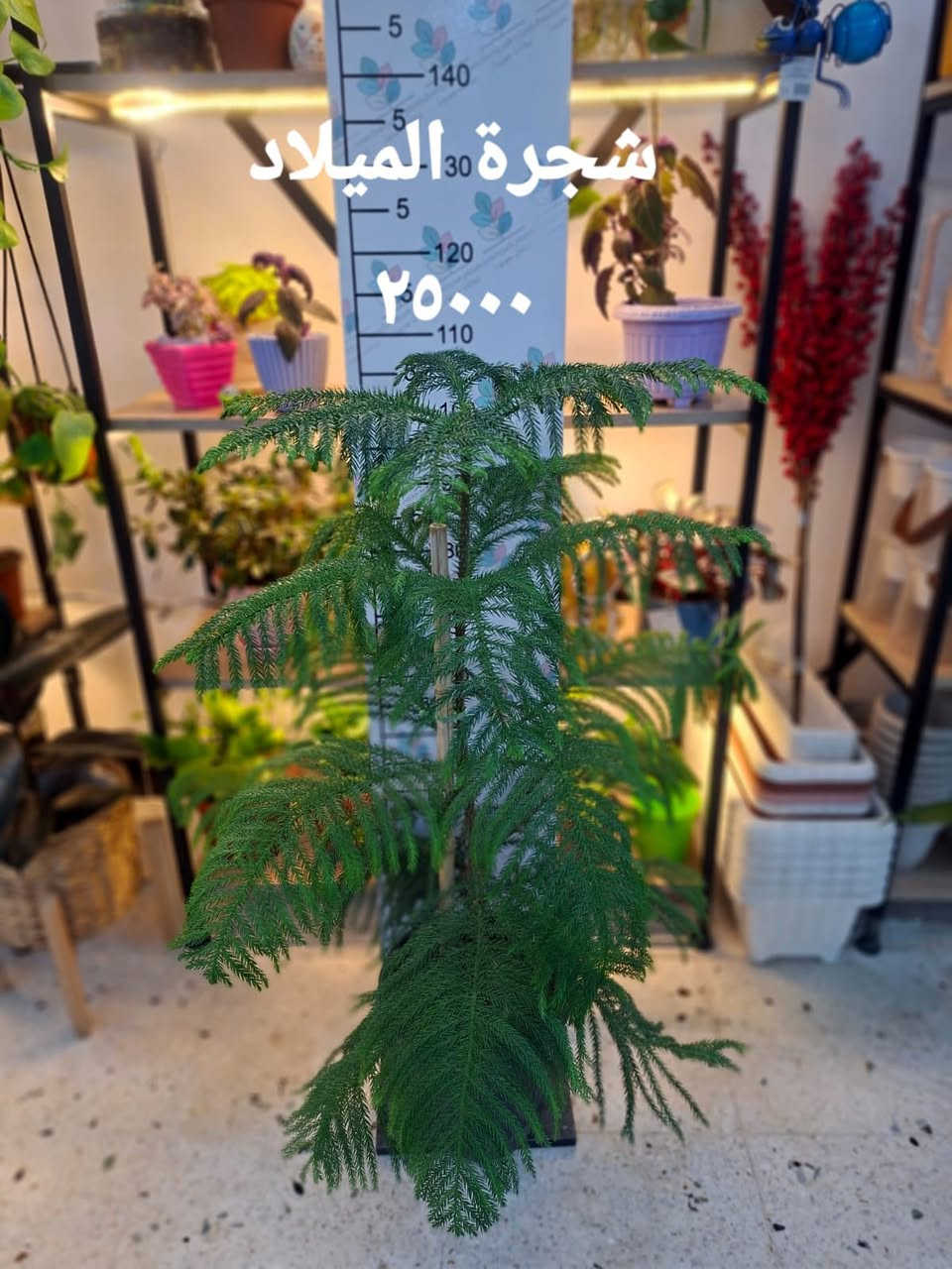 عيدكم مبارك
هدايا العيد وعيد الام من جورية احلى 
والتوصيل فقط ١٠٠٠ للكندي الثانية ومجاني للطلبات اكثر من ٢٥٠٠٠


**إذا كنت صاحب هذا الإعلان وتريد حذفه لأي سبب، رجاءا أرسل رسالة إلى الدعم الفني**