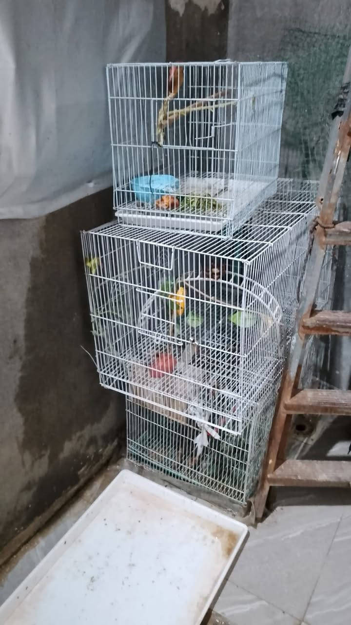 سلام عليكم قفاصه انضاف استخدم قليل حجم الجبير وصط وصغير شلع ب٥٠وبيهن مجال مكاني ناصريه المهيديه ***********3
