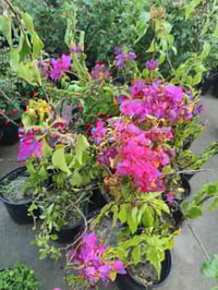 نباتات • أشجار داخلية • أشجار خارجية