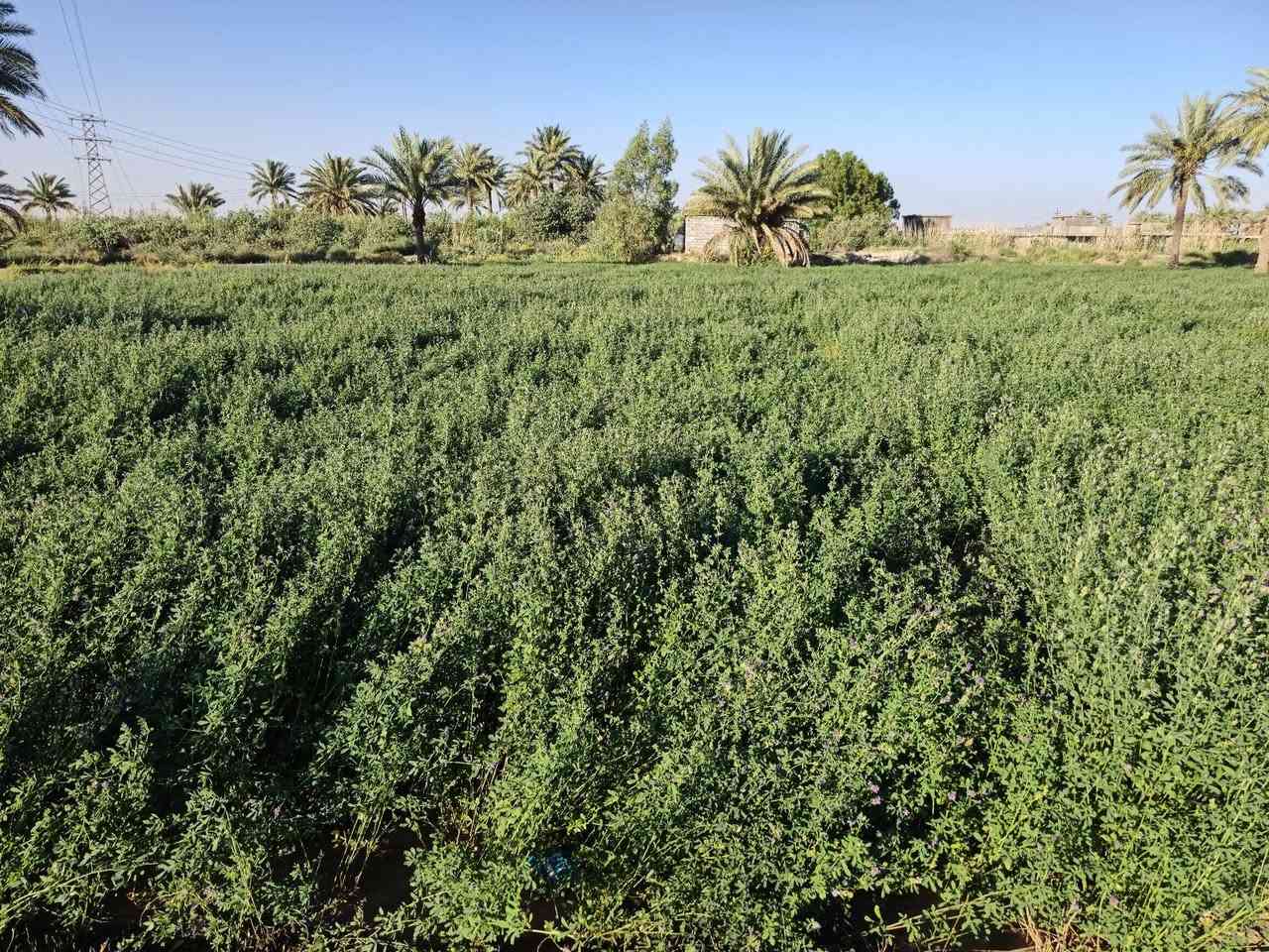 اللهم صل على محمد وال محمد
جت عالي كثيف وصافي ١٠٠٪ 
مساحة (6) دونم
كثافة فول نايم 
ارتفاع متر 
اللوح ب١٠ 
الدونم ب١٥٠ 
الدونم = ١٨ لوح
قياس اللوح ٦ × ٢٥ 
تجي تشوف بعينك والدفع مقدما لطفاً 
العنوان : اللطيفية مقابل سيد فرج كيلو ١٨ مسافة ٥٠٠ متر عن الشارع العام
رقم الهاتف :
 *********** 
***********
واتساب متوفر
