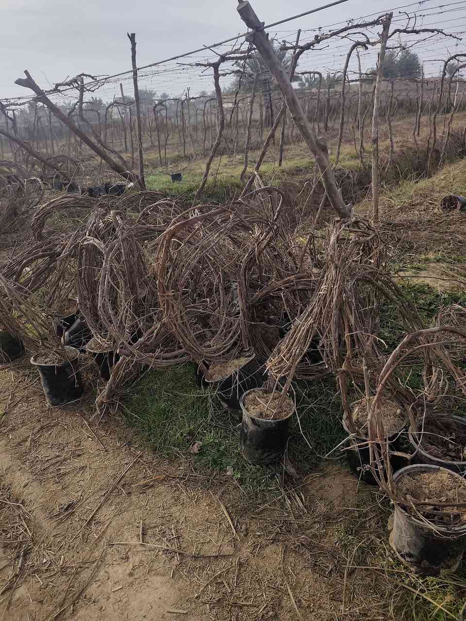 يوجد شتل حلوان اصلي


**إذا كنت صاحب هذا الإعلان وتريد حذفه لأي سبب، رجاءا أرسل رسالة إلى الدعم الفني**