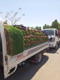 مشتل الجمعيه • ثيل هندي • درجه اولى