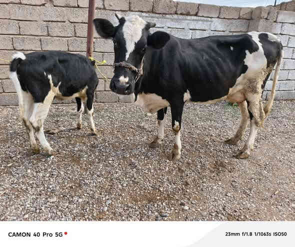 متاح بقره حليب ثلوث وراها حوليه جنس فريزي الاصلي ثالث بطن مالت بيت شرط حليب ٣ بطاله وعلى كل عيب وبسعر ٢٢٥٠ وبيها مجال اتصل *********** صلاح الدين الشرقاط قريه الخضرانيه
