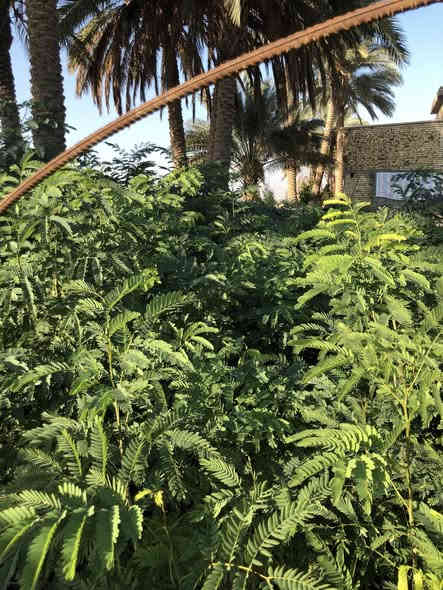 ياالله .البيزيا لبخ خشنة وحلوه
ارتفاع من متر للمتر ونص 
العنوان طريق حلة كفل منطقة ابو سميج 
***********
***********
