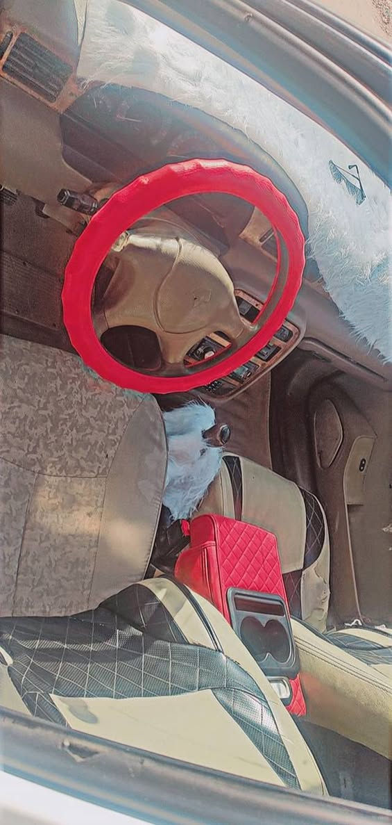 2011 خصوصي بسمنه بدون مداور سنويته ضايعه مكينه جديده صاله سبوع مشدوده 20وبيه مجال مكاني شطره ***********
