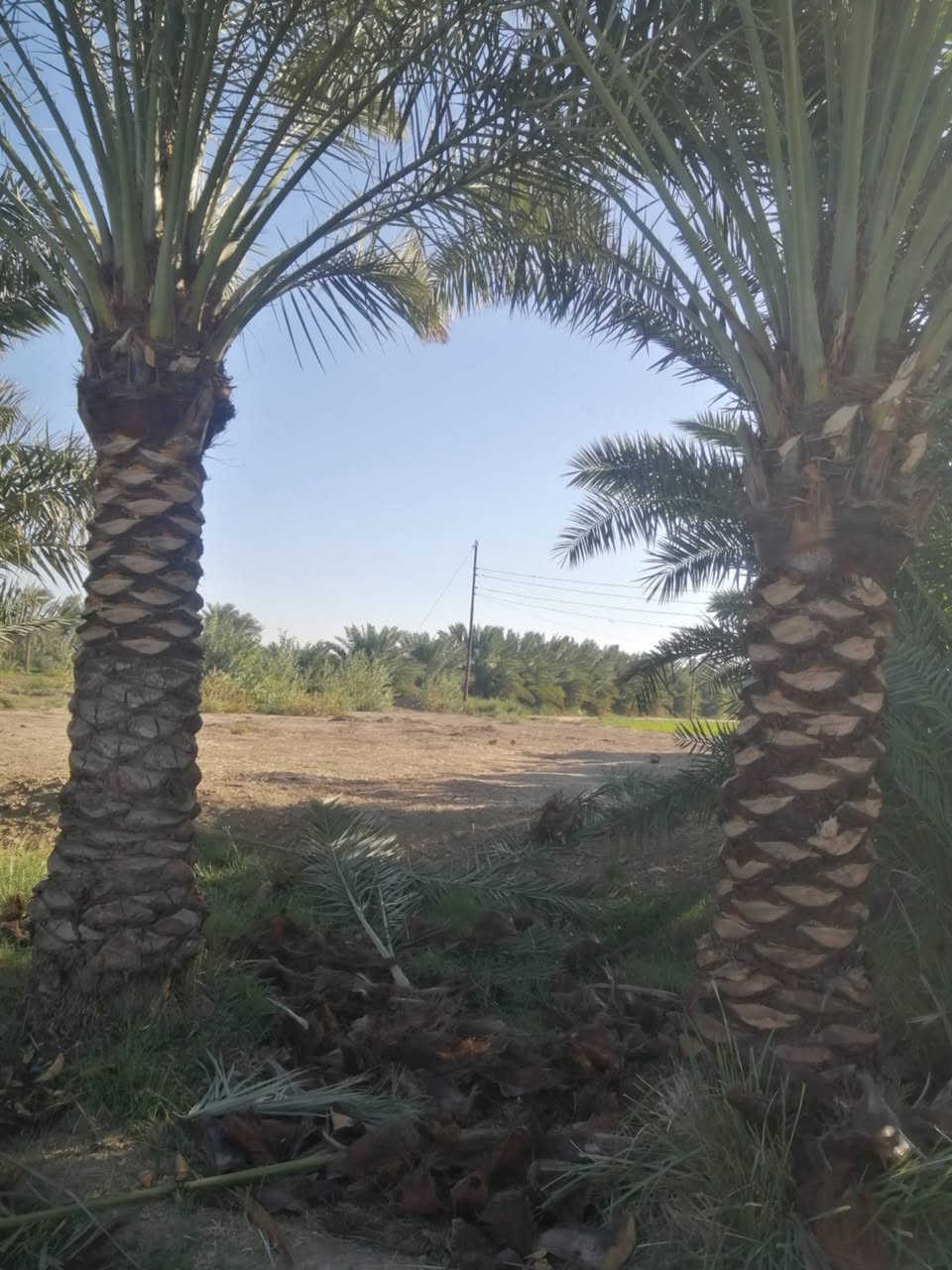 مزرعه للبيع مساحه 6 دونم جاهزه ع اخر حبايه مزروعه نخل شويثي ارقه نوعيه وبريم وكهرباء خطين يطفه واحد يشتخدغل الثاني امبير سحب مي اساله مسيجه ب3 شوارع والجه الرابعه شط البدعه الرئيسي مع بيت غرفتين صالتين مطبخ وصحيات داخليه وصحيات خارجيه وديوانيه 12 متر وحقول حلال ومخزن مزرعه تحفه
رقم ابو مزرعه 
امانه اتكول من طرف المندوبه ياعلي مدد هاي امانه 
***********

 العنوان منطقة ال عواد الرعده قبل شيخ سميع الله يرحمه عل شط عله جهه اليسار شارعنه تبليط منطقت الشط
