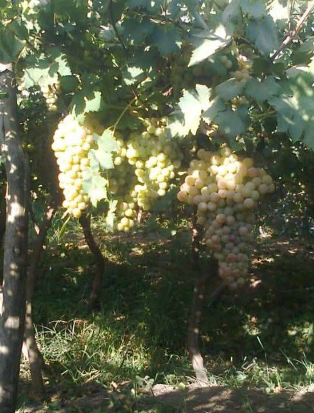 السلام عليكم يتوفر بستان للبيع أربعة دونم طابو زراعي سند 25 ديالى منصوريه الجبل قرب تقاطع الشوهاني تسقى سيح ماطور قطاس مسيجه مخدومه درجه اولى مزروعه عنب وباميه مقطه مزروعه أكثر التفاصيل ع الرقم أقرب داله تقاطع الشوهاني ***********
