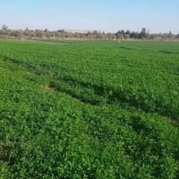 صويره • ٣٣دونم • طابو زراعي