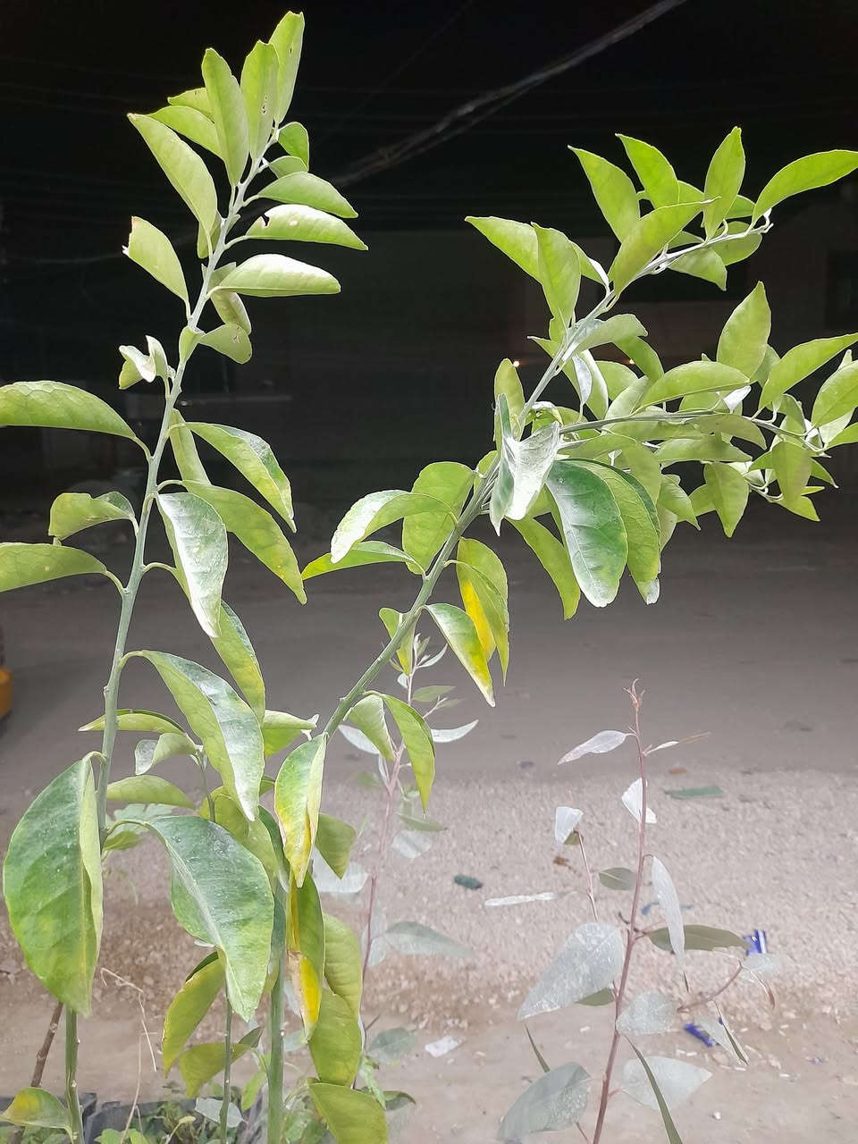 ليمون
🍃🍋متوفر


**إذا كنت صاحب هذا الإعلان وتريد حذفه لأي سبب، رجاءا أرسل رسالة إلى الدعم الفني**