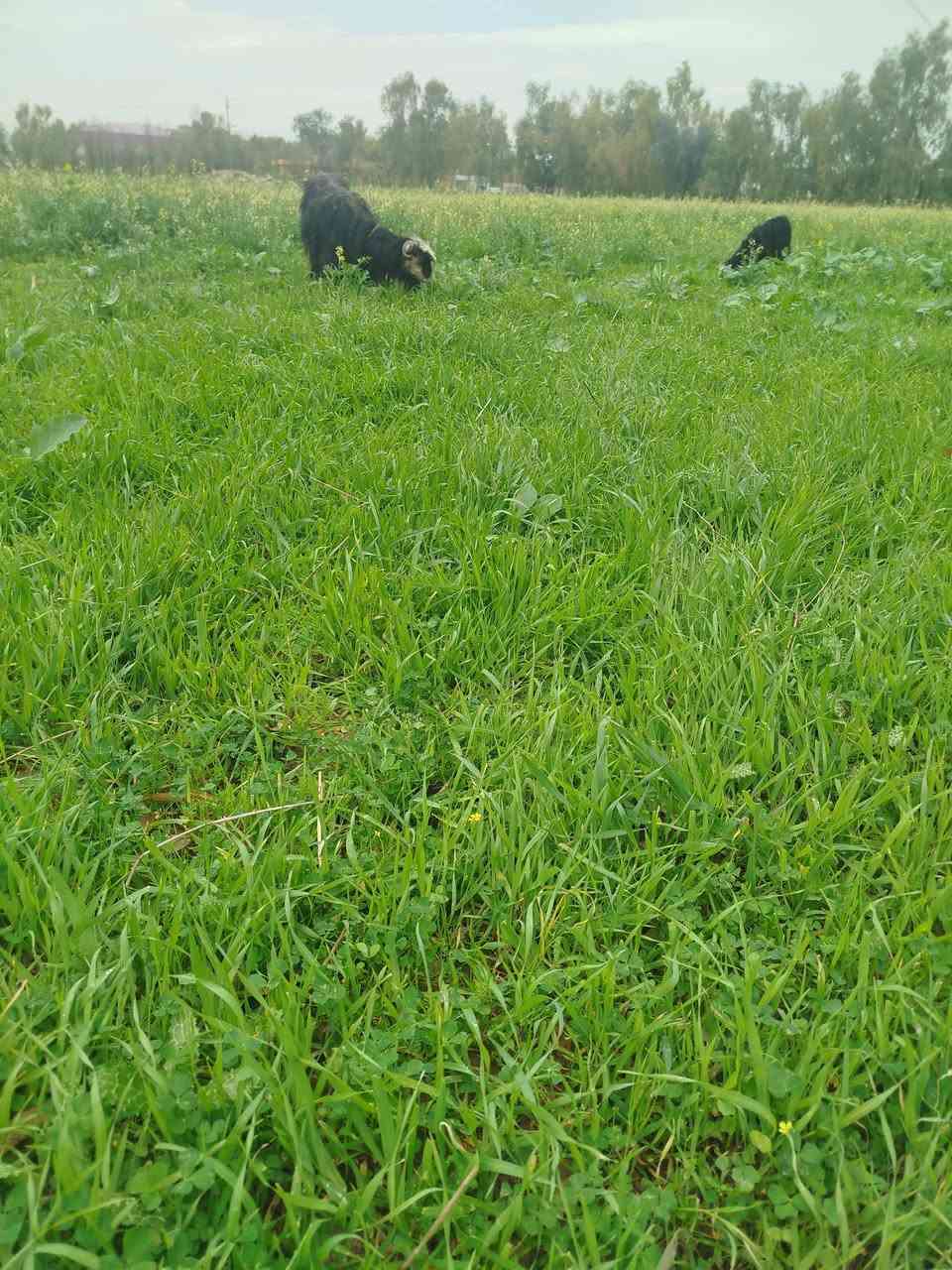 2 بزنو کاریك  فرۆشتن جوانن  ساغو تە ندروست  ***********
