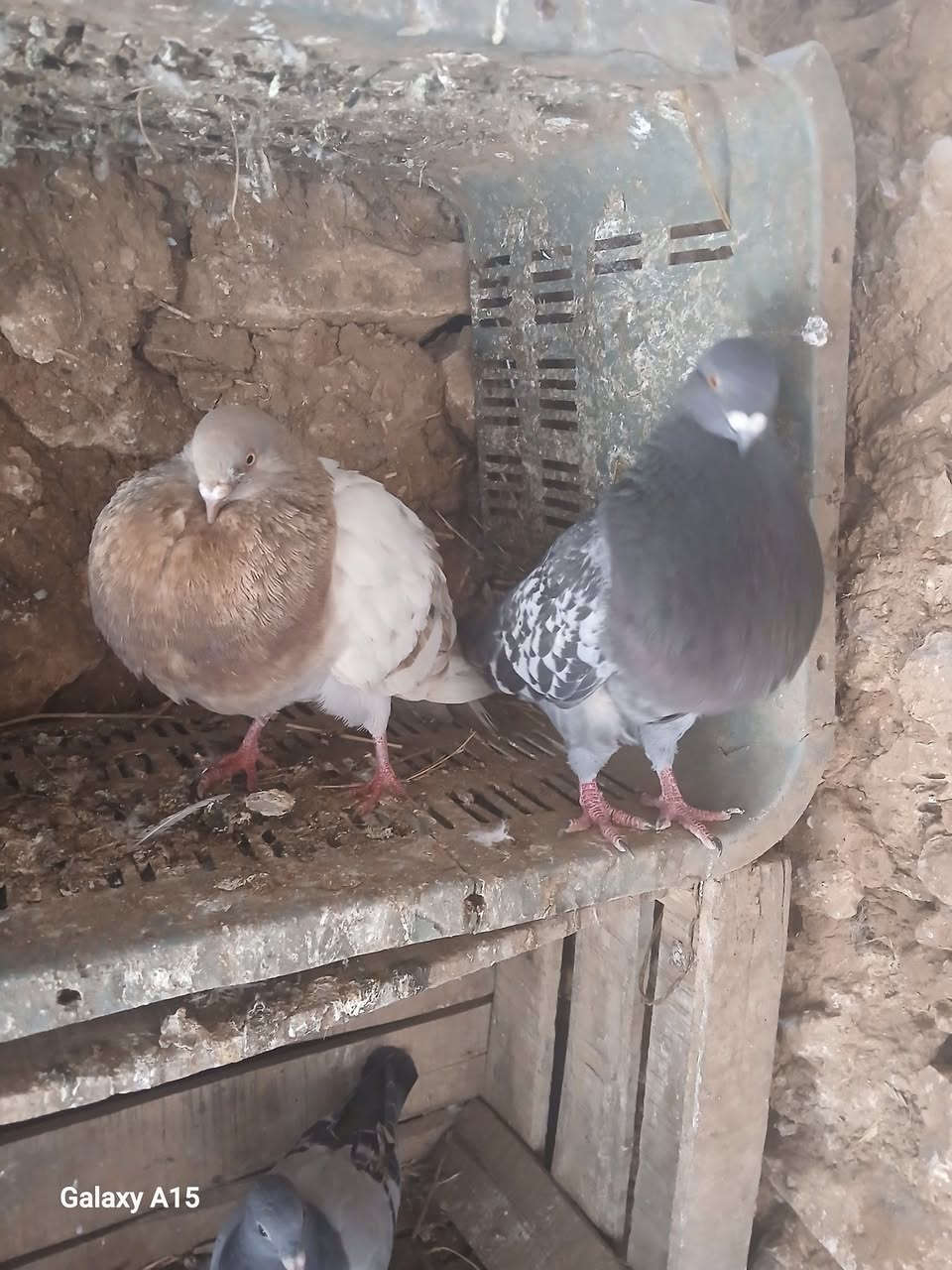 kayn kobla ta3 sivi ou 4 dyal lvwa ou 3nbr  chi haja mliha lbi3


**إذا كنت صاحب هذا الإعلان وتريد حذفه لأي سبب، رجاءا أرسل رسالة إلى الدعم الفني**