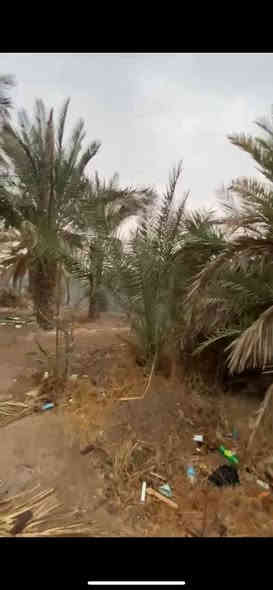 يا الله السلام عليكم ورحمة الله وبركاته 
بستان للبيع بمساحه 800 متر طابو ملك 
صرف تحويل سهم واجهه الاض 15 ونزال 63 تتوفر كافه الخدمات شارع 12 متر السعر 170 وبيها مجال العنوان ابي الخصيب منطقه محيله للاستفسار عن العقار ماعليك بس تتواصل واحنه بخدمتكم (***********) البصرة
