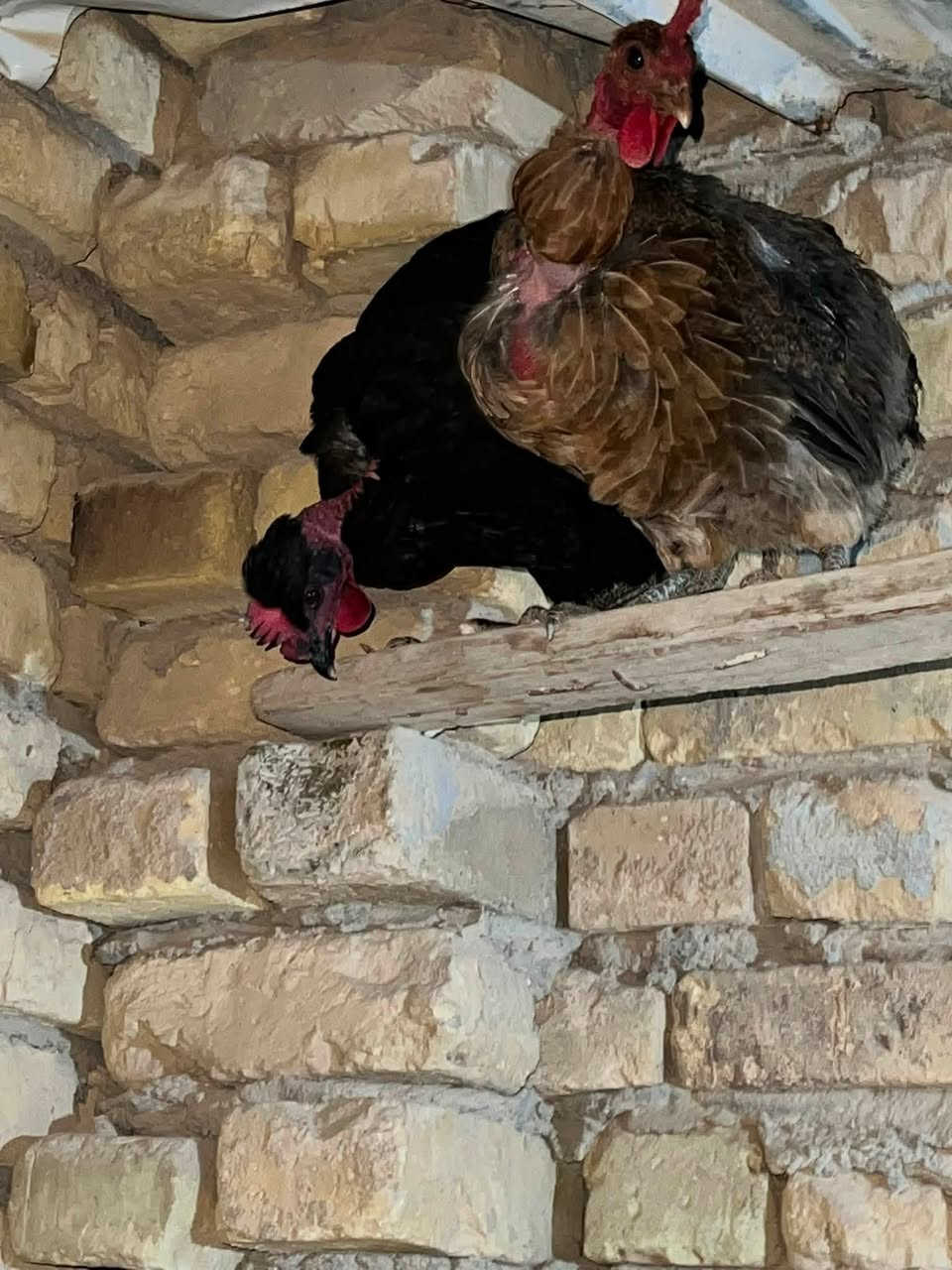 للبيع حلال نضيف وشرط بياض يوميه يبيض
دجاجات ابو ركيبه الوحده ب20
الدجاجه عرب شرط تشيل 22بيضه ب15
ديج ابو ركيبه ب25
وبيكم خير وتدللون والمو شراي لا علق رجاءً
جيب صورت الدجاجه وتعال علخاص


**إذا كنت صاحب هذا الإعلان وتريد حذفه لأي سبب، رجاءا أرسل رسالة إلى الدعم الفني**