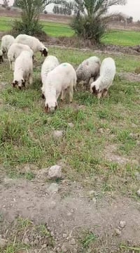 اخوان متاح طليان العدد عشره فطيمه وطلي طليان درجة اولى الي يريدهن يعلق...