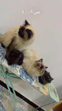 هملايا • زغار • قهوائي