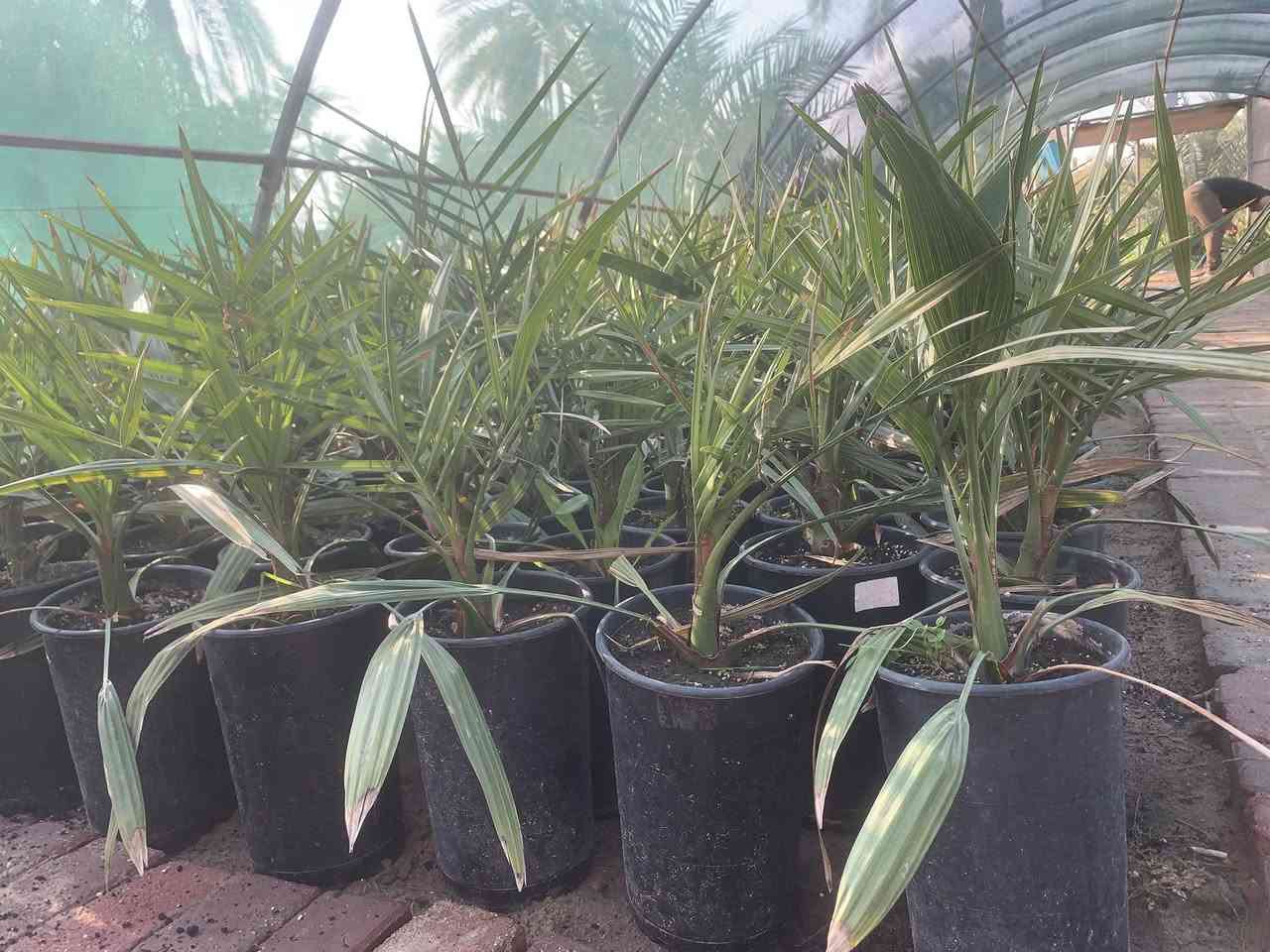 تحية طيبة 
الأصناف المتوفرة لدينا  حاليا 
برحي كبير عمر ثلاث سنوات عدد١٠
برحي وسط عمر سنة ونصف عدد٤٠
برحي وسط عمر سنتين عدد٣٠
مكتوم عمر سنه ونصف عدد٣
جارفس عمر سنه ونصف عدد٣ 
مجهول عمر سنه عدد٦٠ 
***********٥
