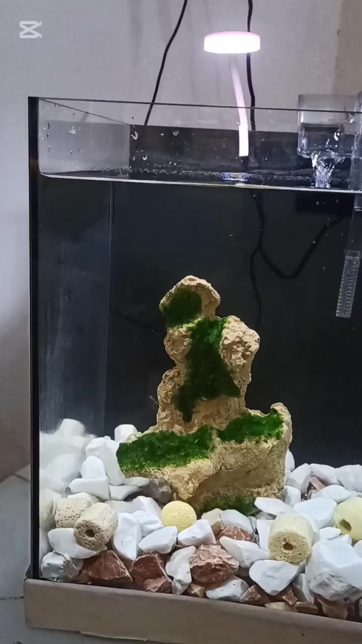 السلام عليكم شباب 
حوض مال سمج. النوع سوبرانتلكلير الجام الواضح 
العرض تقريباً 30سانتيم والرتفاع 35 الحوض متروك صارله هواي 
,كامل مع ملحقاته 
1 الماطور 2الشمعه 3الجبل الحجري 4حجر طبيعي5الاكل 6المعقمات 
 السعر خاص  
***********بي واتساب
