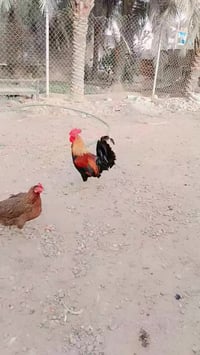 بيض • خزن ٥ايام • قرنه شرش