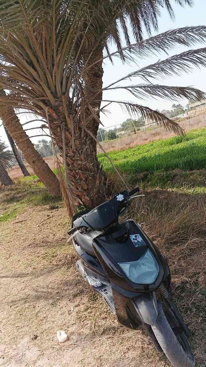 السلام عليكم سكنس نسيا للبيع دراجه حلوه شلع ومعدل عارضها 500 دراجه ما بيها اي نقصه دراجه تاخذها مال طرق بعيده مكاني بغداد السيديه *********** واتساب
