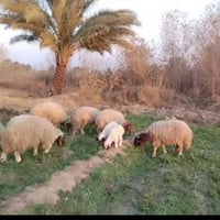 راعي غنم • مع عائلته • واتساب