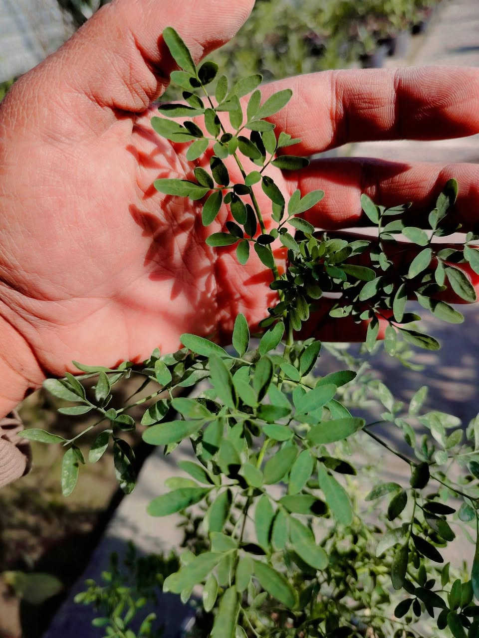 🌿🌼نبات السذاب العطري🌼🌿
🌼🌼🌼🌼🌼🌼🌼🌼🌼🌼🌼
نبات خارجي شمسي  دائم الخضرة، جميل جدا مقاوم للحرارة والاجواء العراقية ✅
عطره رهيب و فواح
السعر ٢٠٠٠ دينار فقط 💥
للطلب و إلاستفسار الاتصال على الرقم التالي *********** ☎️
يوجد توصيل داخل الكوت فقط 🚕
ملاحظة ( النبات يورد بالصيف و الربيع)
