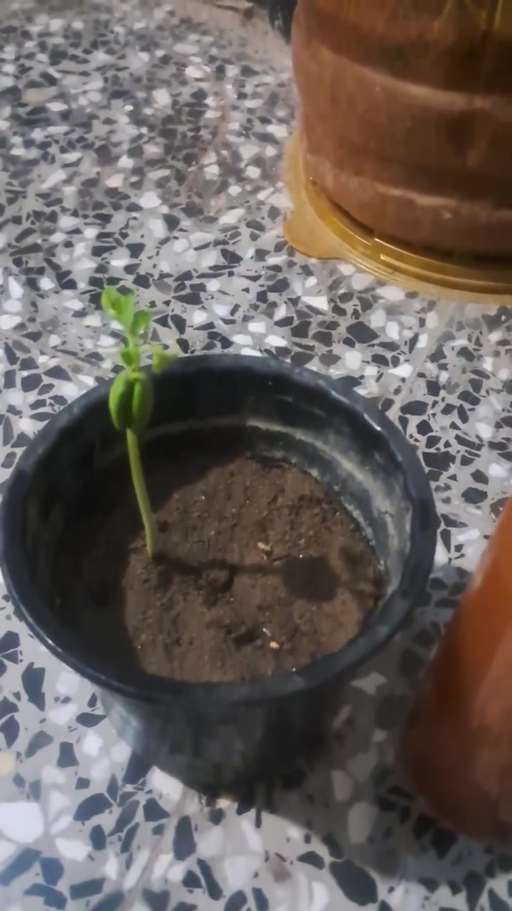 لحجز ***********
