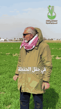 استخدام الطحالب البحرية عن طريق الري أو الرش الورقي يساعد على تنشيط خل...