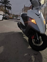 ثعلب • كفالة ٣ أشهر • الغزاليه شارع المركز