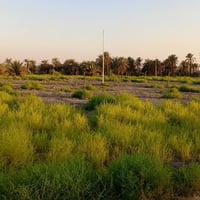 الحمزة الغربي • طابو زراعي • ٤٠٠م