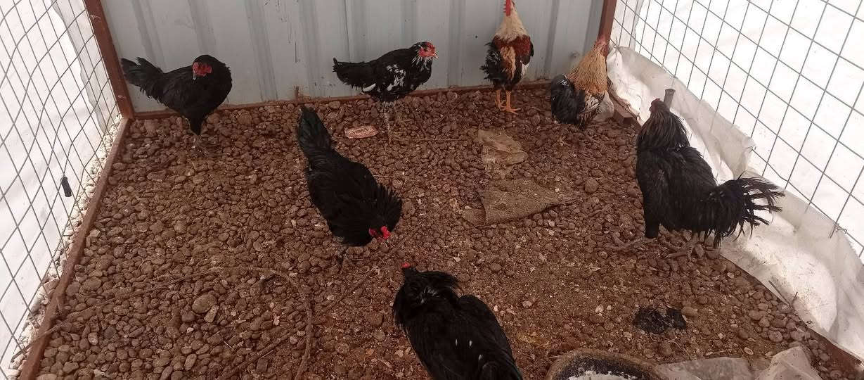 السلام عليكم هسه وصلنه ديوكه عرب سمان رقم واحد بي عتاكي وبي مال السنه كلو سمان
العنوان مفرق قريه العين واصفيه مقابل الطاقه الحراريه 
***********
