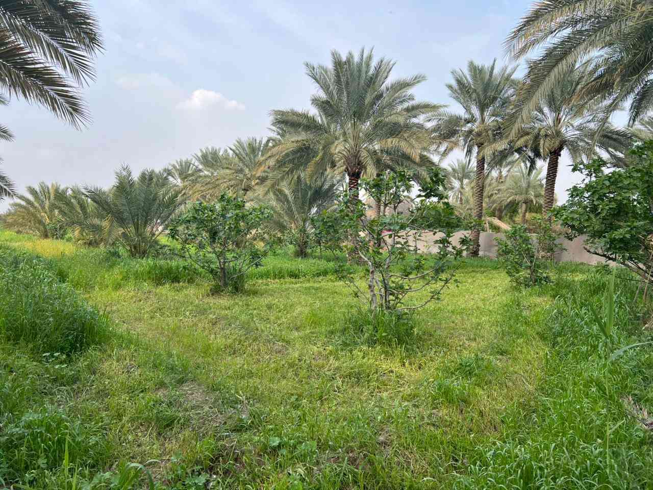 السلام عليكم
قطعة أرض مساحة 6 دونم طابو صرف خدمات كاملة تبعد عن الشارع 20 متر واجهة 40 نزال 600 / يوجد فيها 80 نخلة حمال واشجار تين 
الموقع /طريق سدة محاويل/ أراضي الناصرية 
للتفاصيل أكثر 0786 337 7890
