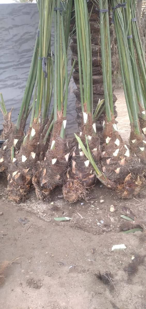 مبيعات فسائل متنوعه واصناف مميزه.


**إذا كنت صاحب هذا الإعلان وتريد حذفه لأي سبب، رجاءا أرسل رسالة إلى الدعم الفني**