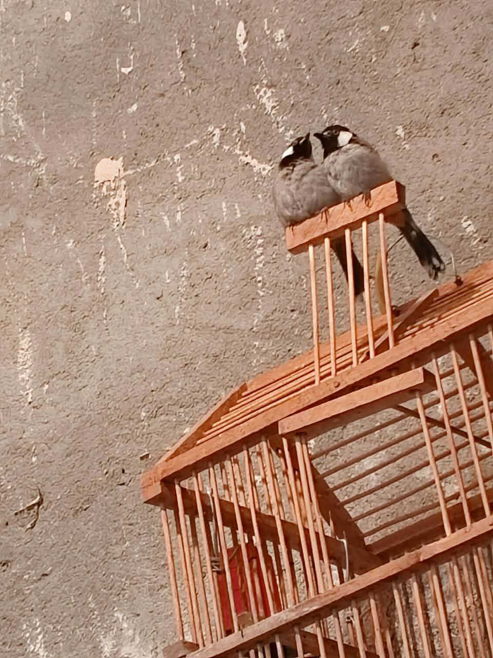 زوج بلابل للبيع ***********
