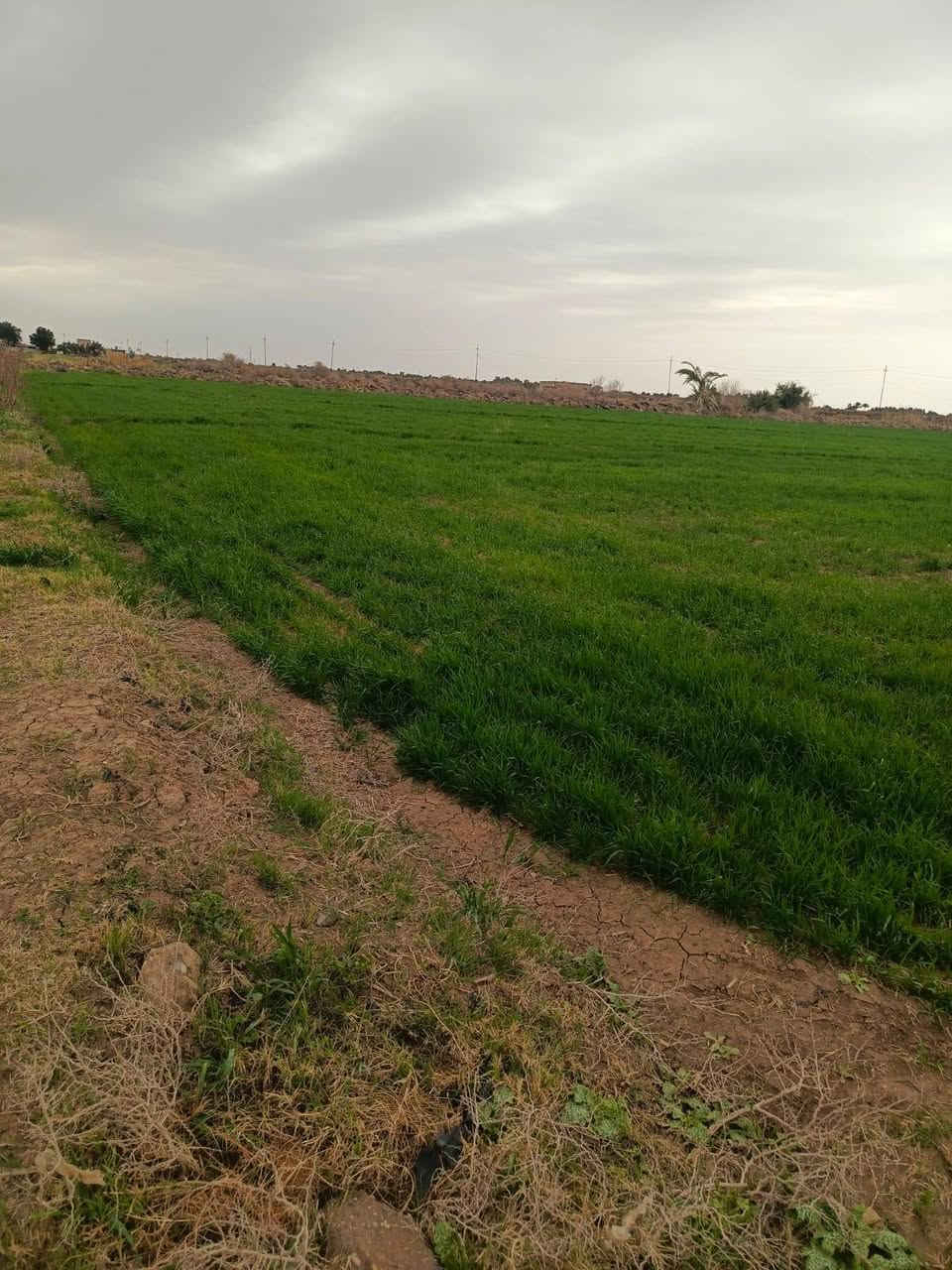 أرض زراعيه للبيع مساحتها 100 دونم  70 منها طابو  سند 25 و 30 دونم واقع حال فيها مضخه 50  حصان أبعادها 395م العرض موازي لنهر دجله أي الوجه من جهة نهر دجله النزال 885م والعرض الآخر 182م  موقع الأرض في الكوت تبعد عن مركز المحافظه 32كم على طريق العماره كوت 28 الطريق العام و4كم من الشارع العام إلى الأرض والشارع مبلط حديث والآن مزروعه حنطه
الاستفسار أكثر تصال على رقم ***********
