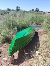 بلم شبوط • كوت