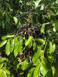 مشتل نباتات نادرة 🌿 🌳 شجرة الجامون  (Syzygium jambolana) ✨ إذا تبحث عن...