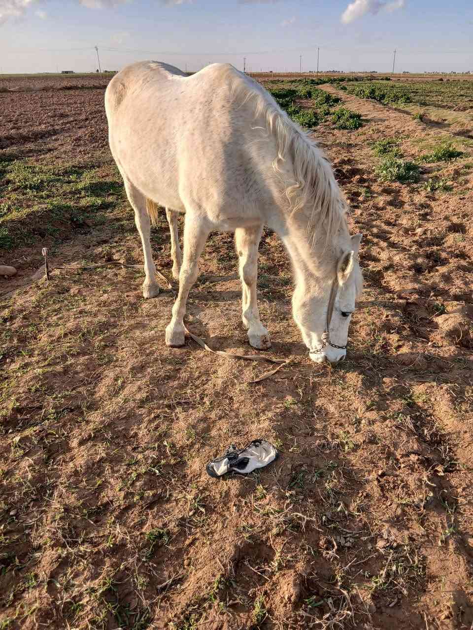 السلام عليكم مكلف بلنشر فرس البيع عربيه العشار 9 شهر شرط المكان جلال البعجيل ***********
