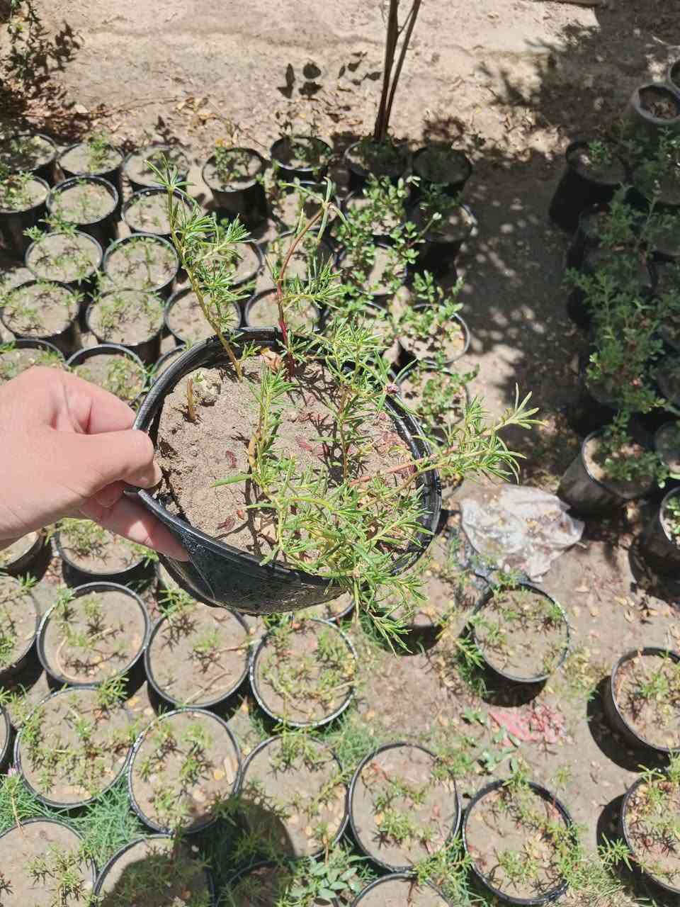 ورد الصباح الوان سندان بيه اكثر من لونين سنادين نوع تعليك مو عاديه  سعر الفين تلاثه  بخمسه متوفر توصيل داخل المسيب وخارجه
ورد الصباح الوان سندان بيه اكثر من لونين سنادين نوع تعليك مو عاديه  سعر الفين تلاثه  بخمسه متوفر توصيل داخل المسيب وخارجه


**إذا كنت صاحب هذا الإعلان وتريد حذفه لأي سبب، رجاءا أرسل رسالة إلى الدعم الفني**