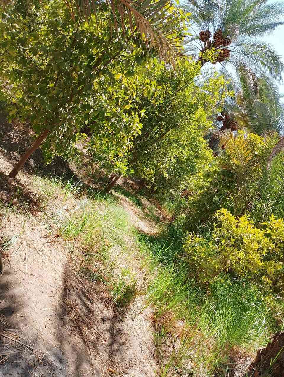 بستان 2دونم سند 25طابو تحويل باسم المشتري مع دار مع حقل دواجن الواجهه 26 والنزال 220
تقع على شارعين بلوجه اروائي وتبليط وبلظهر شارع وبزل مي صدر التفاصيل داخل الفديو
الموقع الراشديه السوامره قرب مزرعة النخيل ***********
*********** ابو احمد
