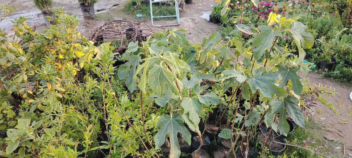 السلام عليكم يتوفر لدينا انواع الورد الجوري والجهنمي وانواع المتسلق المرجان ورد  اشجار ضليه اشجار الفواكه تين ورمان وزيتون وعنب وتفاح وتكي تكي مركبك وتفاح مركب الحمضيات بانواعها عنوان المشتل واسط قضاء الاحرار الحسينيه صف موكب المختار بصف علوان ابو الدهن مقابيل عباس ناصريه متواجد بال مشتل  من الصبح لليل


**إذا كنت صاحب هذا الإعلان وتريد حذفه لأي سبب، رجاءا أرسل رسالة إلى الدعم الفني**