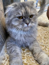 بزونه • اسواق الشاكرين • مدرسة الحسن المثنى