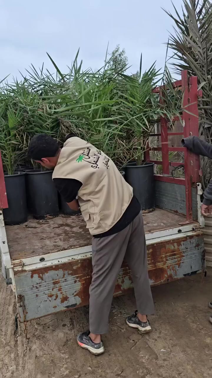 السلام عليكم اخوتي الكرام 🌴

📅 اليوم بتاريخ 2026/3/29

بفضل الله تعالى 🙏تم تجهيز الأخ عقيل من محافظة بابل بفسائل البرحي النسيجي من مختبر دي بي دي البريطاني🇬🇧 بعمر (3 سنوات) وبأرتفاع تقريبي أكثر من متر ونصف، فسائل قوية ومتأقلمة وجاهزة للغرس والإنتاج بإذن الله.

📑 تم استكمال التجهيز بـ:
✅ كارت ضمان رسمي
✅ شهادة صحية صادرة من دائرة زراعة واسط إلى دائرة زراعة بابل

🌱 المتوفر حالياً في مشتل سلام الشمري:
🔸 برحي نسيجي
🔸 مجهول نسيجي
بأعمار مختلفة تبدأ من عمر سنة ولغاية ثلاث سنوات، جميعها من مختبرات رصينة وبجودة عالية مع متابعة وإرشاد زراعي مستمر
_______________________________
للاستفسار الاتصال على الارقام التالية📞 :
*********** /*********** او مراسلة الصفحة.  
العنوان📍 : واسط /قضاء الصويرة /مجاور محطة وقود ديار شمر
