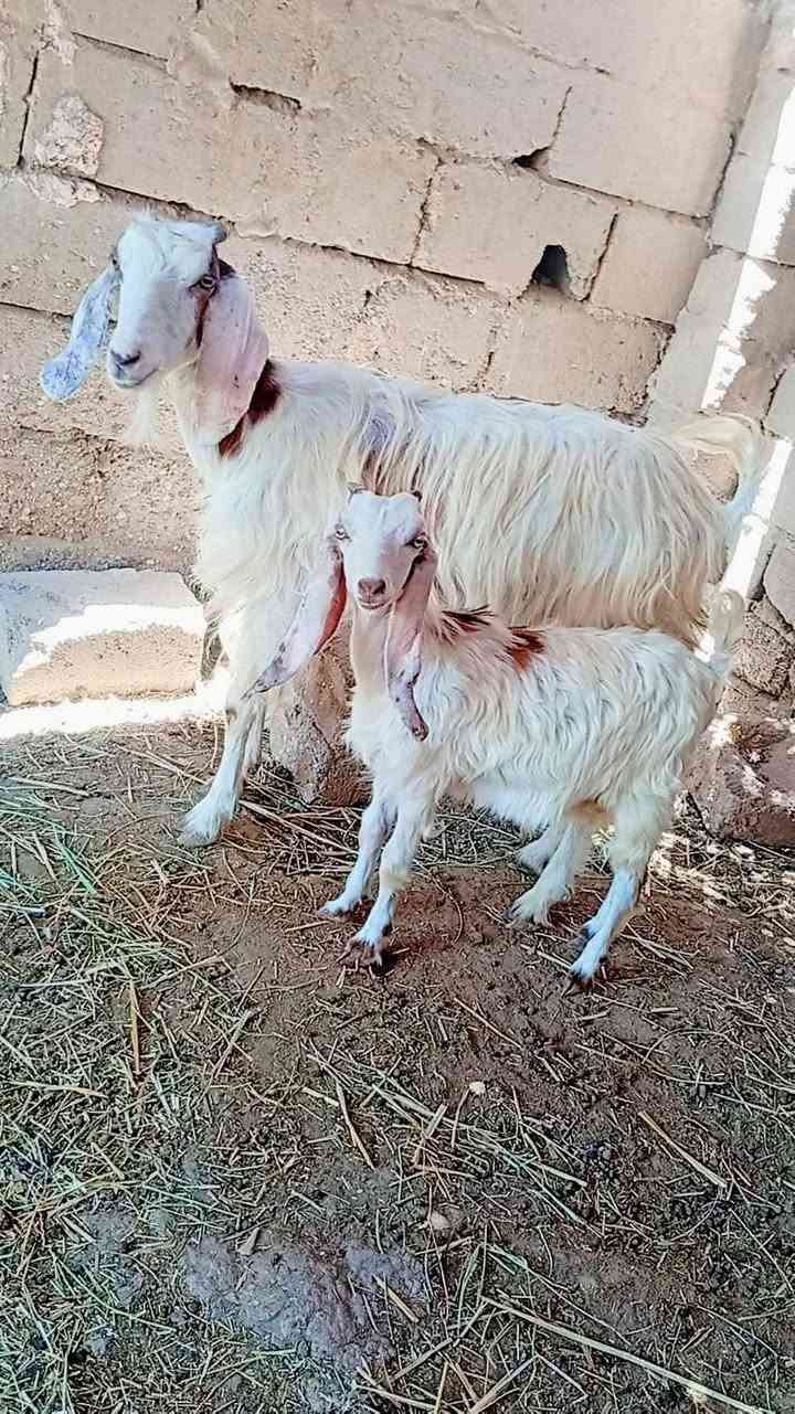 سعرهن👈 ب450 👉هنه وفروخهن ♥️
مطافيل اول بطن جواهن نثايه ((وحده ترهيم )) مكان الشطره ***********
