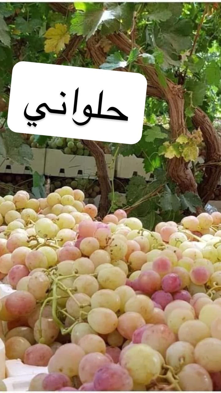 لاصحاب المزارع والمشاتل....
بفضل الله يتوفر  اقلام عنب 
1_حلواني
2_كمالي
3_فرنسي
4_اسود بلد 
5_كشمشي

1000قلم بسعر 65الف

750قلم بسعر 55الف
500قلم بسعر45الف
300قلم بسعر 30الف
200قلم بسعر 25الف
100قلم بسعر 15الف

الاقلام توصلك جاهزه او كل صنف مكتوب اسمه عليه  كله الاصناف مضمونه من بساتينه بصلاح الدين الدجيل
  
 بوجد توصيل لجميع المحافظات 6الاف  الحجز على الخاص


**إذا كنت صاحب هذا الإعلان وتريد حذفه لأي سبب، رجاءا أرسل رسالة إلى الدعم الفني**