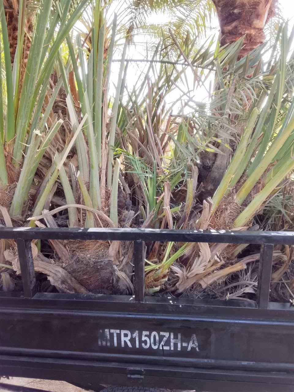 فسائل نخل لبيع
حلاوي لبيع
المكان غماس 
***********
