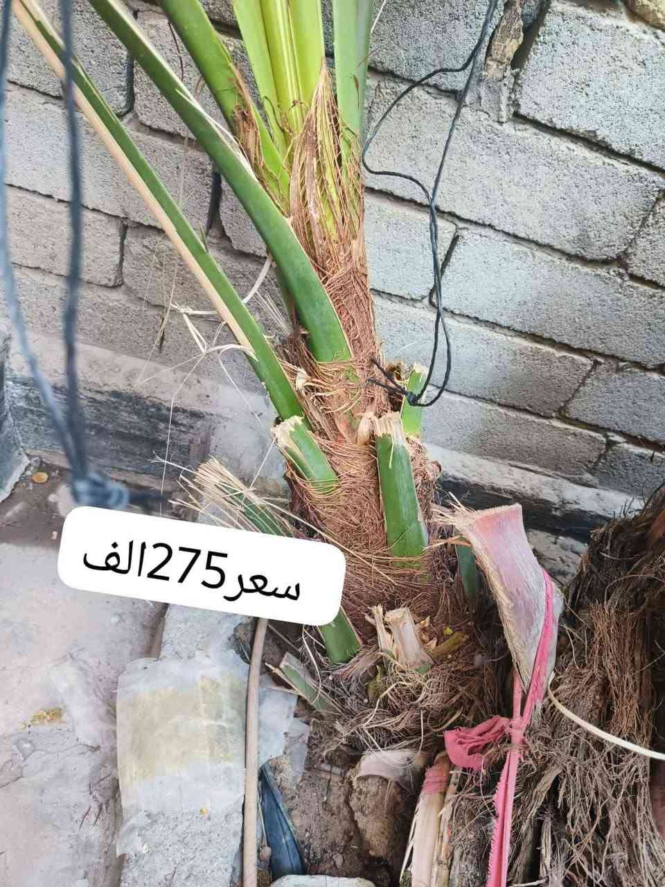 سلام عليكم يوجد لدينا فروخ برحي حر لبيع عنوان البصره قضاء المدينه ناحيه هوير لتواصل*********** تاريخ النشر 2025/7/29 وبيهن مجال المدينة, البصرة
