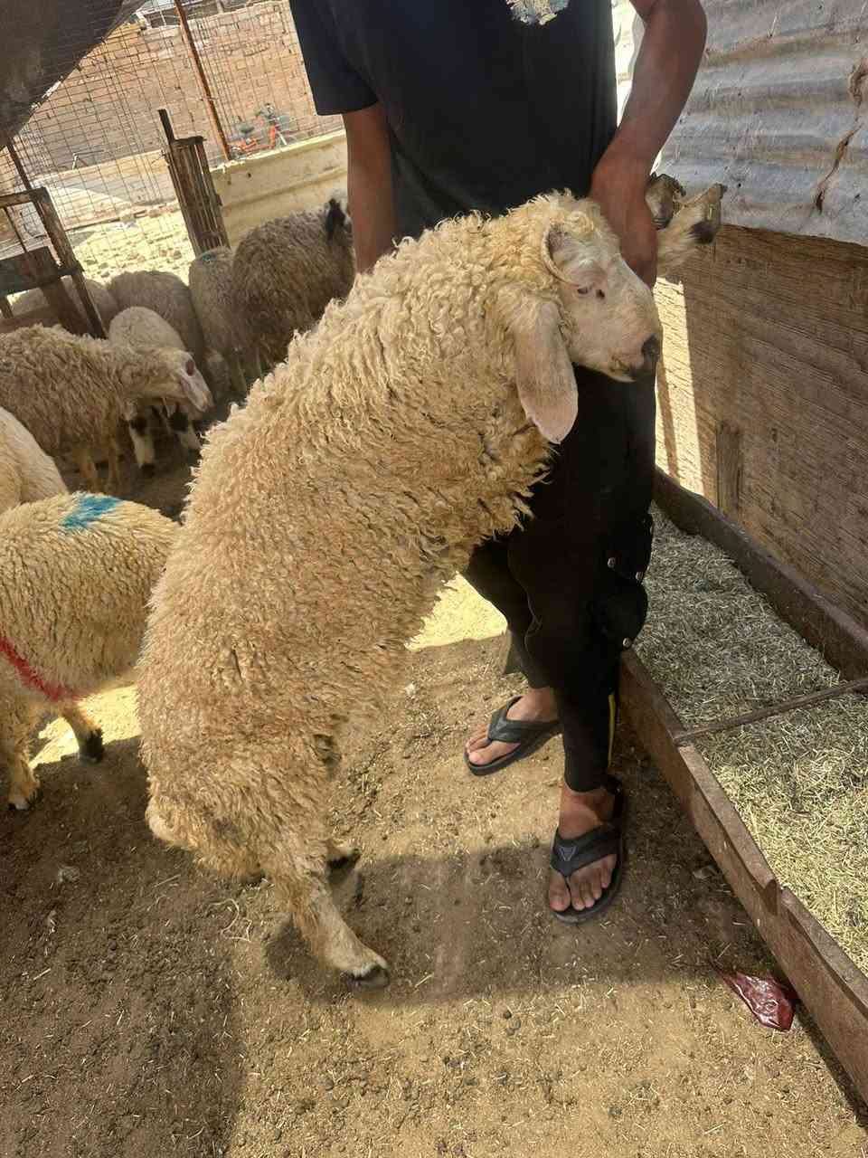 يالله سلام عليكم تعلن قصابة علي القصاب عن تخفيضات الحوم العراقي تريد لحم عجل بعضم 14الف تريد طلي لكيلو 18 فول لحم والله العظيم ذا مو عجل 150كيلو مرجوع ابو لقيمه أله اخلي لحم يستوي قبل لحمص شرط ذا مو قبله مرجوع  تريد عجل ينذبح باب بيتك تريد تشتري عجل عدل هم عندي بعد شنو تردونه عندي وكل لسعار بيه مجال بعد لحد يغشك ويجي يكلك اذبحلك 12و11كفيلك العباس كلشي موجود بل سوك المستورد ترس سوك تاخذ لحم ذا ما كلولك عاشت ايدك هم مرجوع مكاني بغداد بوبشام بنص سوك ***********
