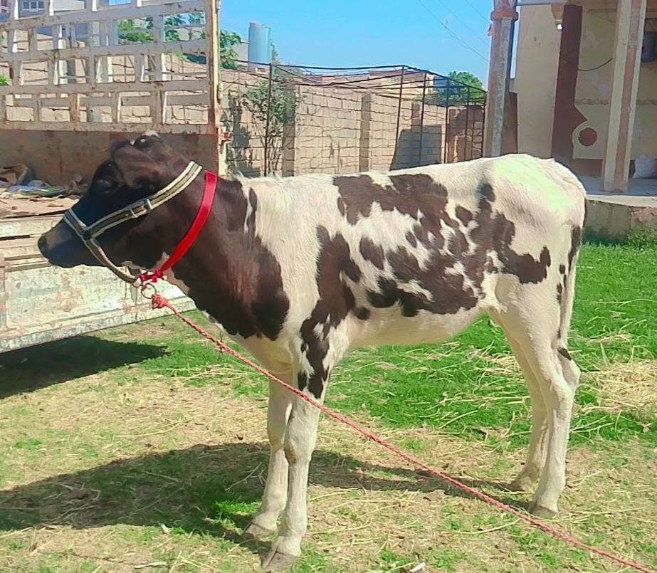 بسم الله ماشاء الله
بچر اصلية  رقم واحد 
 درجى اولى مال جنيه 
السعر مليون و 50 بيها مجال قليل
شرط اچل وشرب ونصاحة 

المكان  صلاح  الدين الشرقاط الخظرانيه
*********** اتصال + واتساب
‏‪***********‬‏ اتصال
