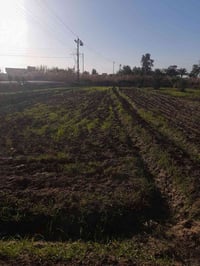 المدائن الكرزية • نص دونم • طابو باسمي